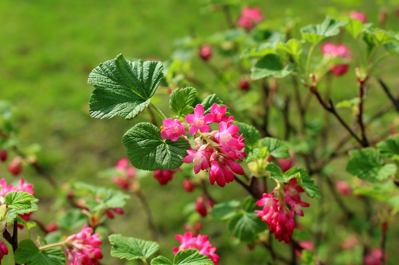 currant decorative  bush  flowering free photo