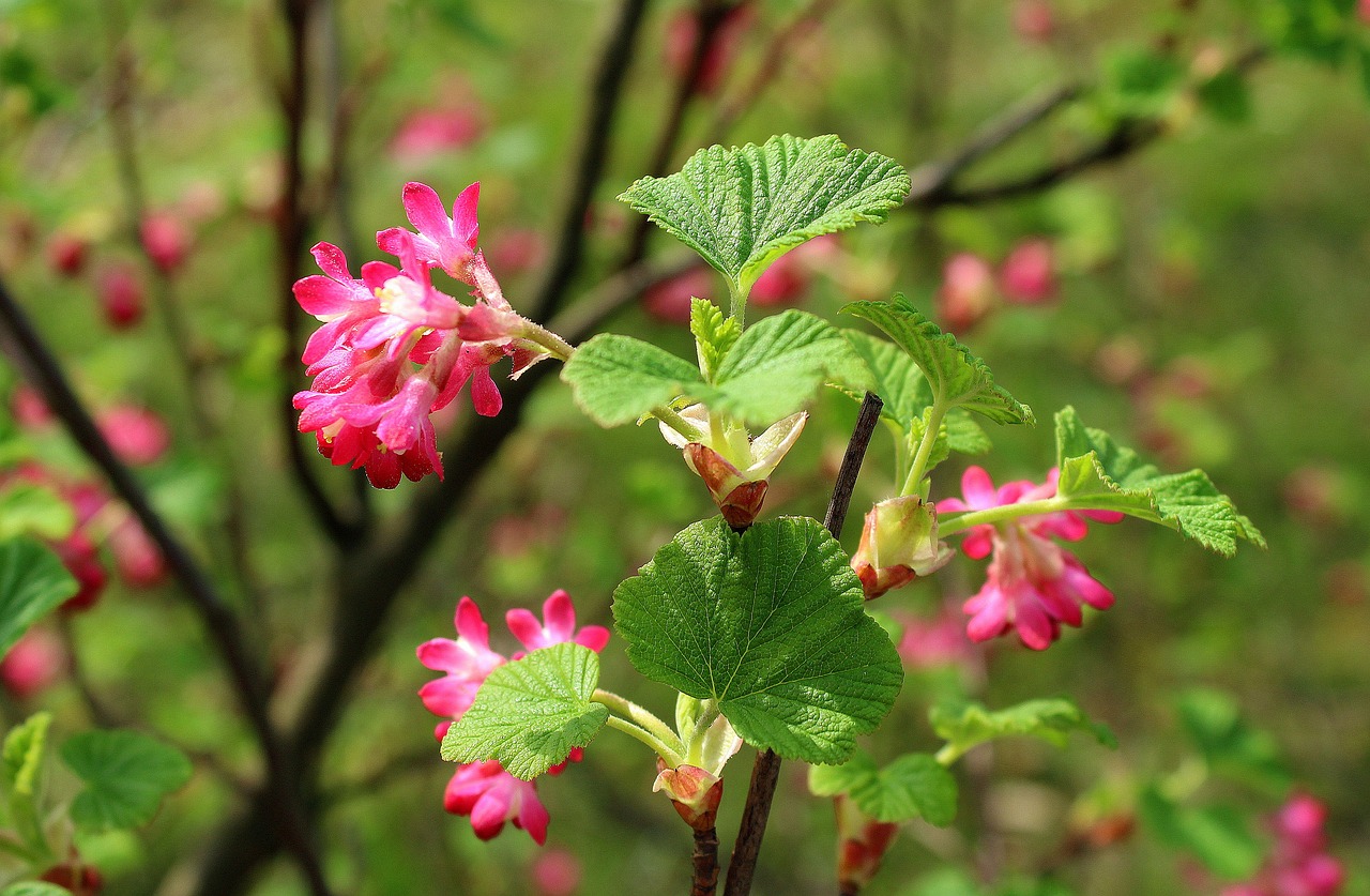 currant decorative  ornamental shrub  nature free photo