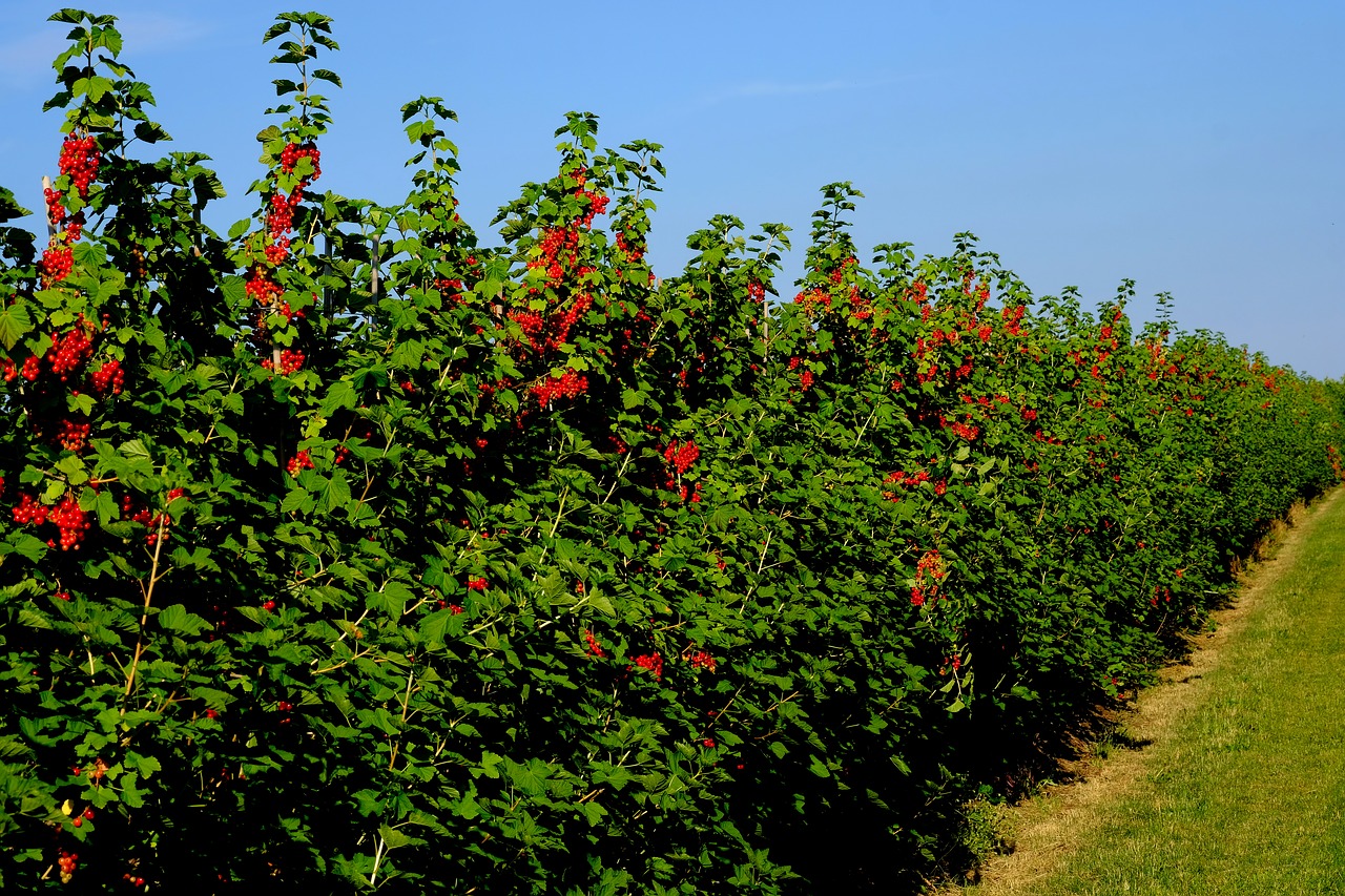 currant hedge field currants free photo