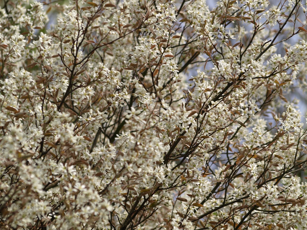 currant tree blossom bloom free photo