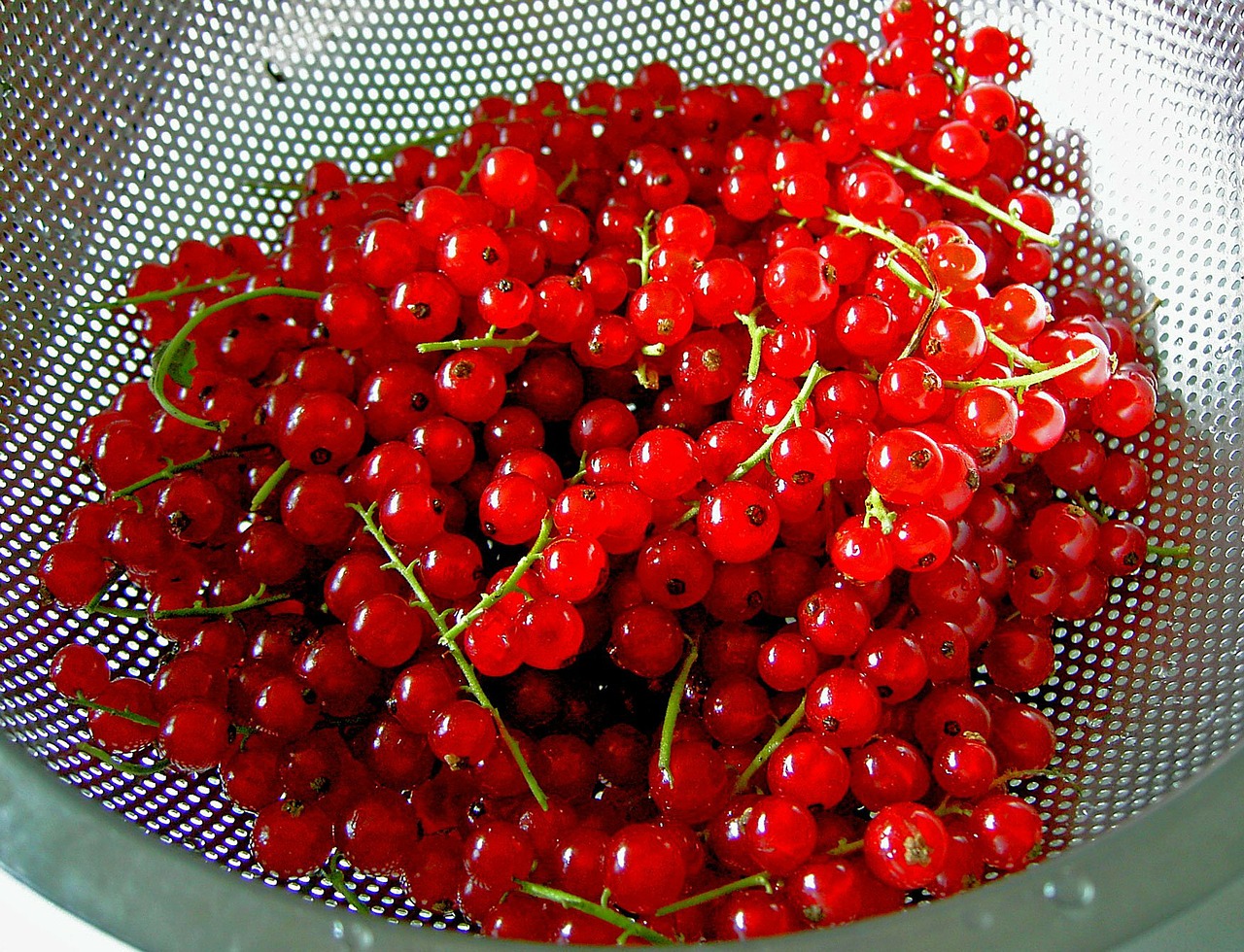 currants berries sour free photo