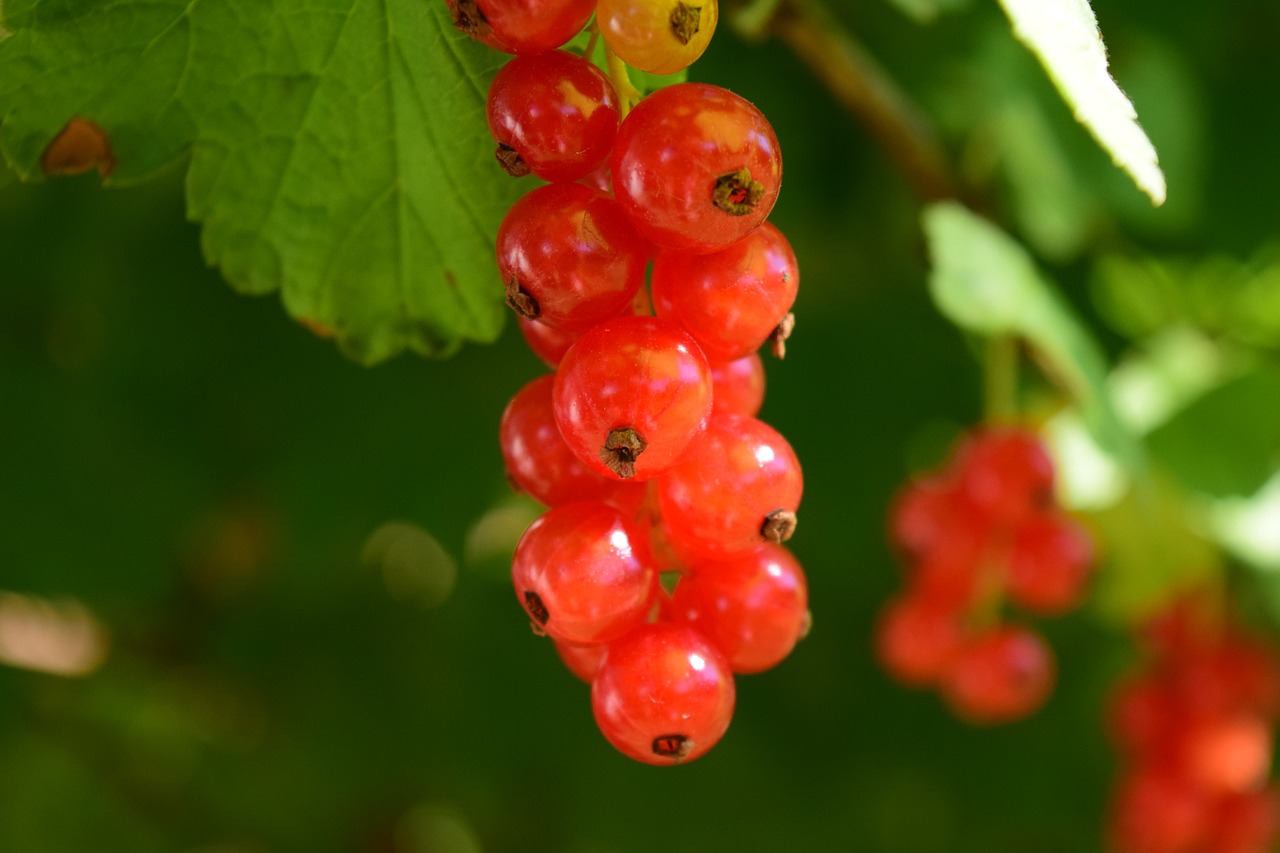 currants close plant free photo