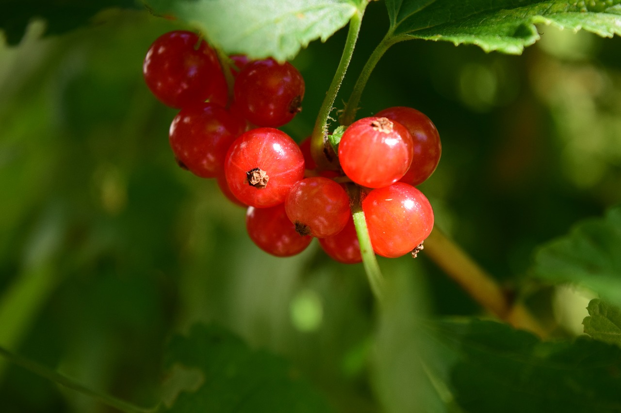 currants close plant free photo