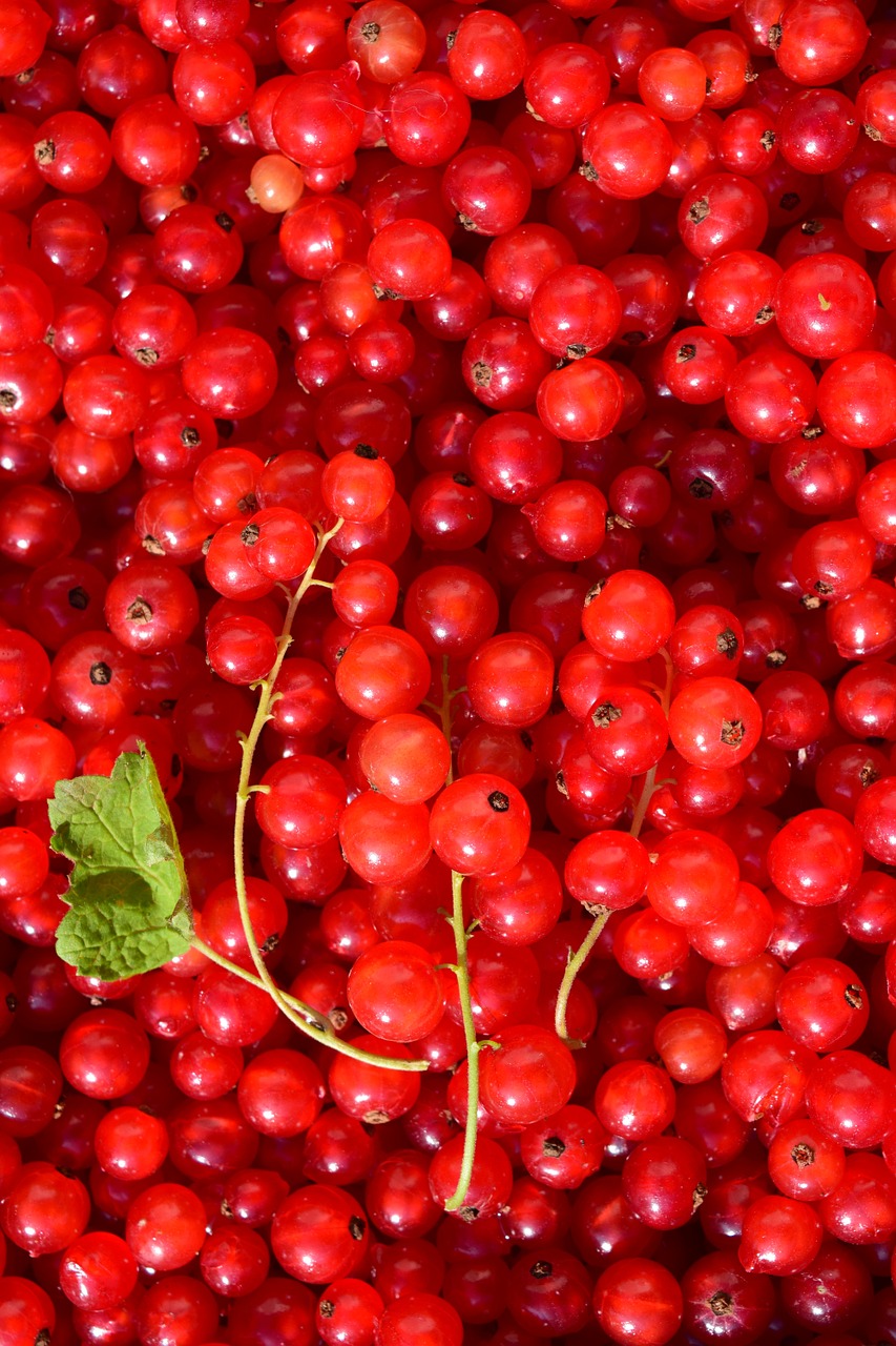 currants background structure free photo