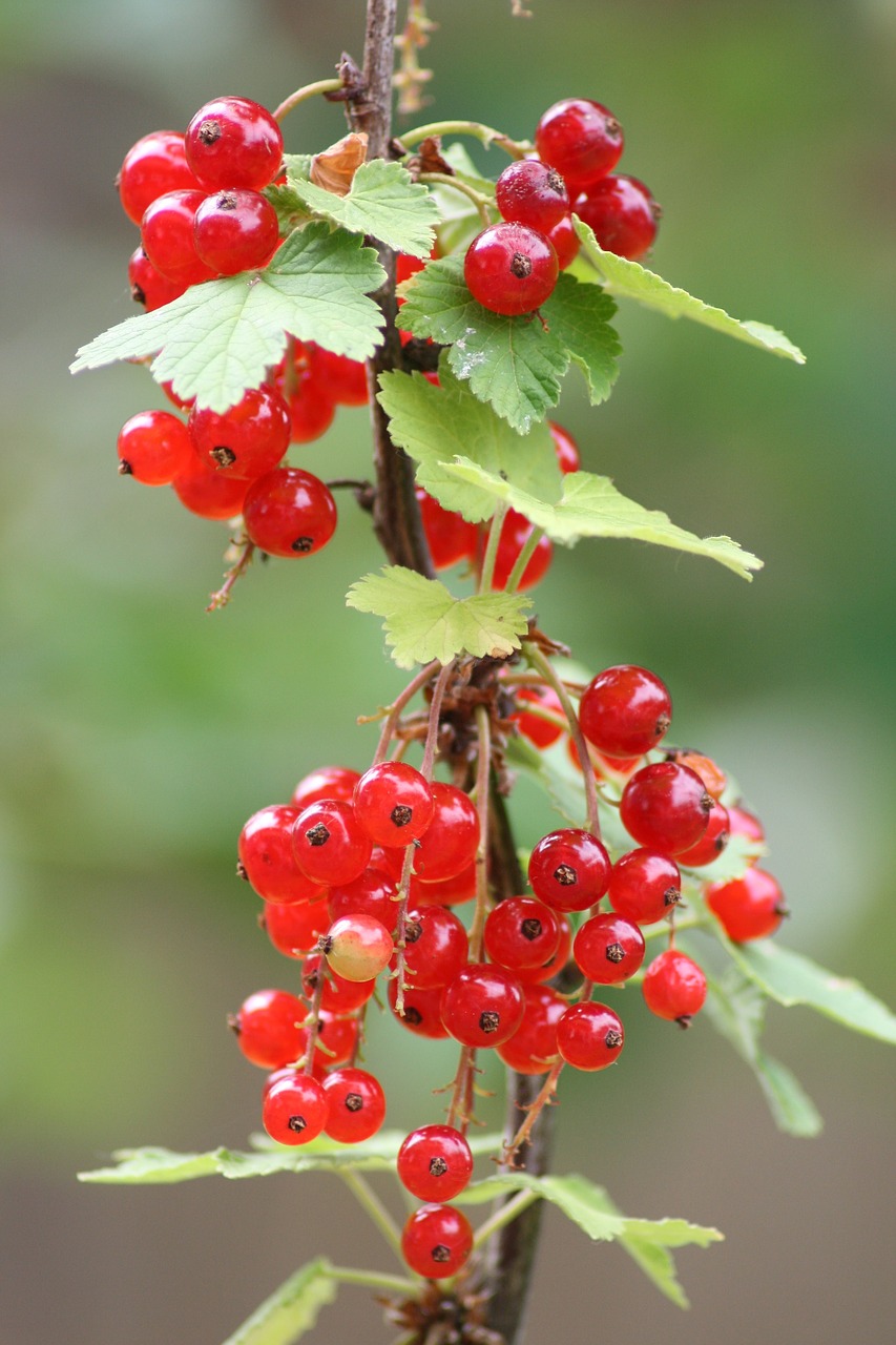 currants plant red currant free photo