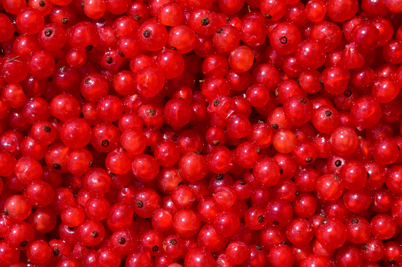 currants background fruit free photo