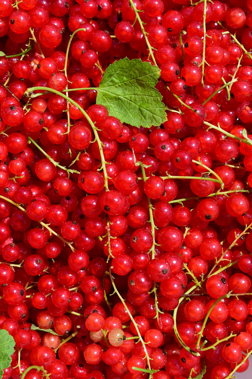 currants red red currant free photo