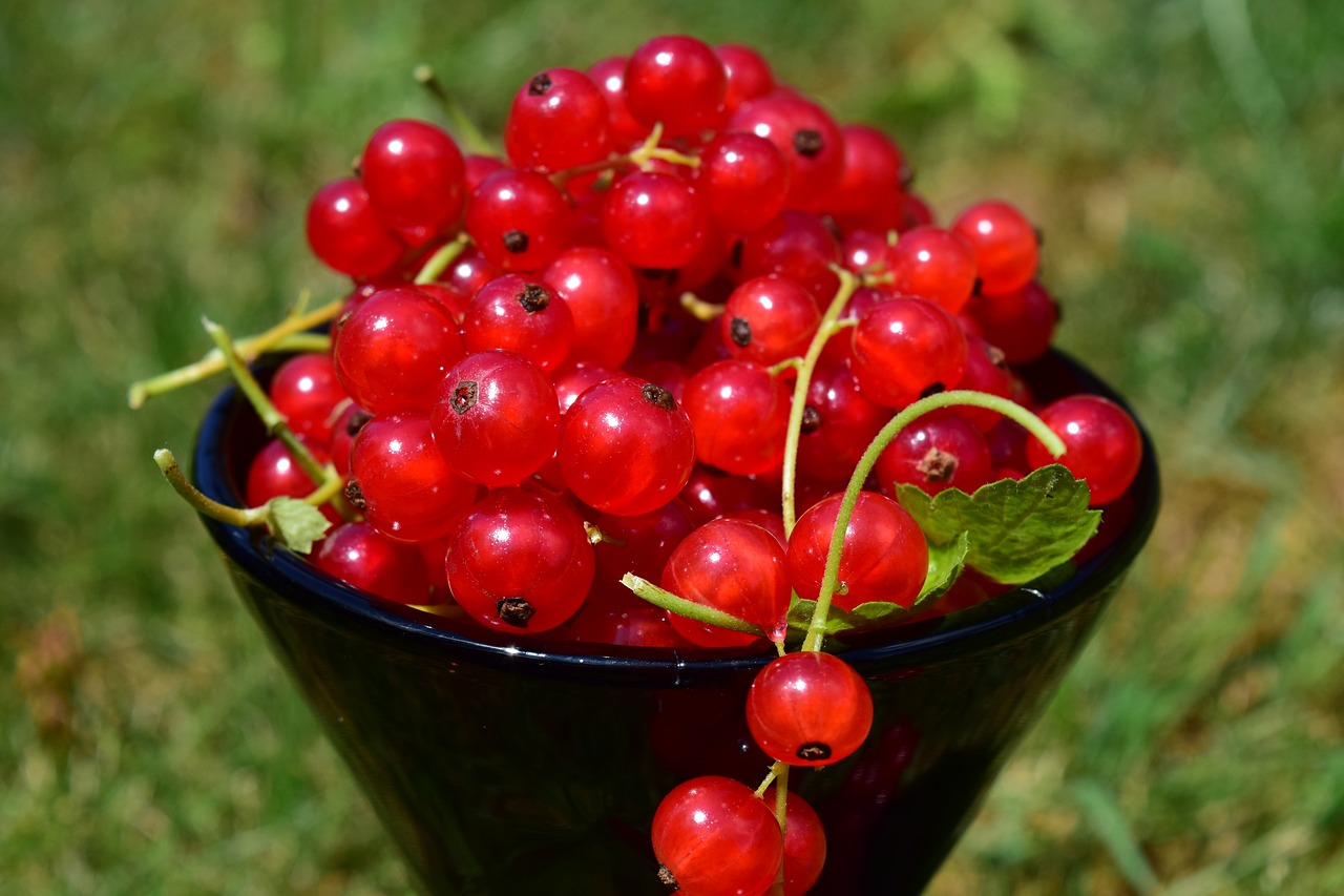 currants cup summer free photo