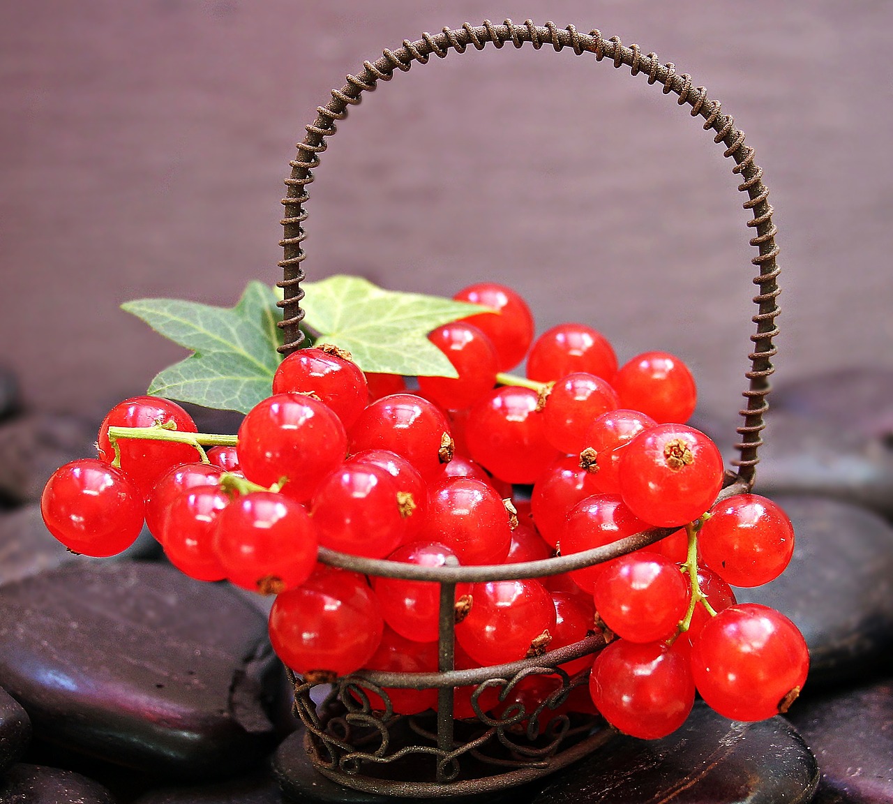 currants fruit red currant free photo