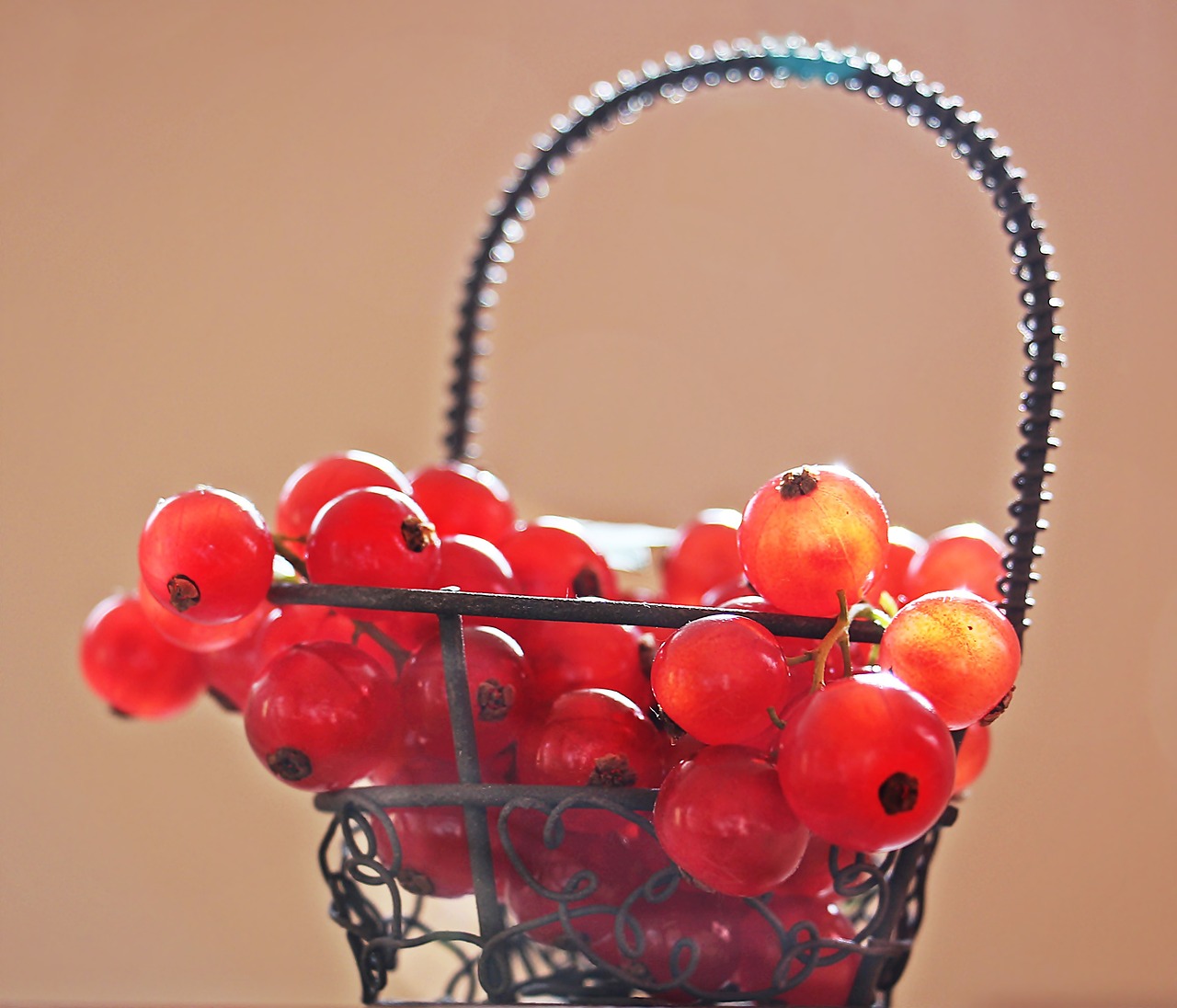 currants fruit red currant free photo