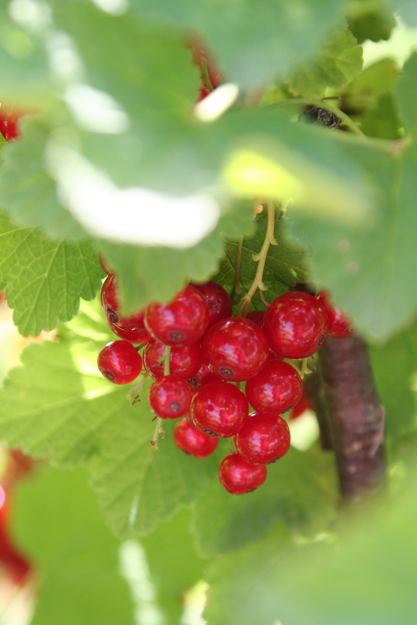 currants shrub fruit free photo