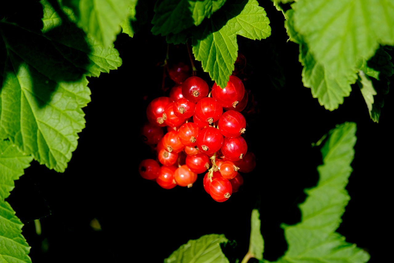 currants berries red currant free photo