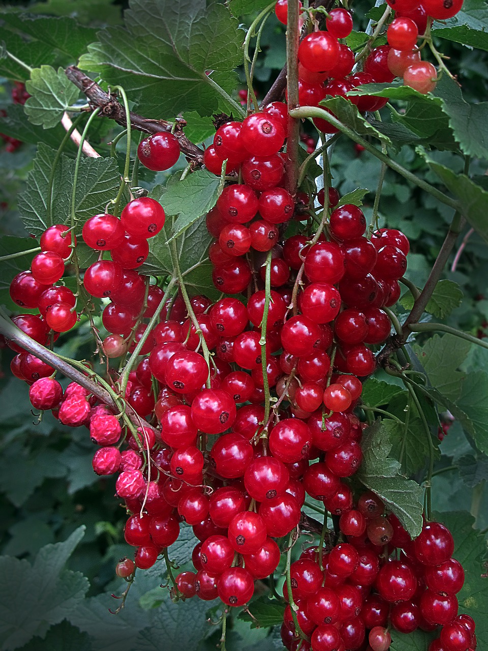 currants currant berries free photo