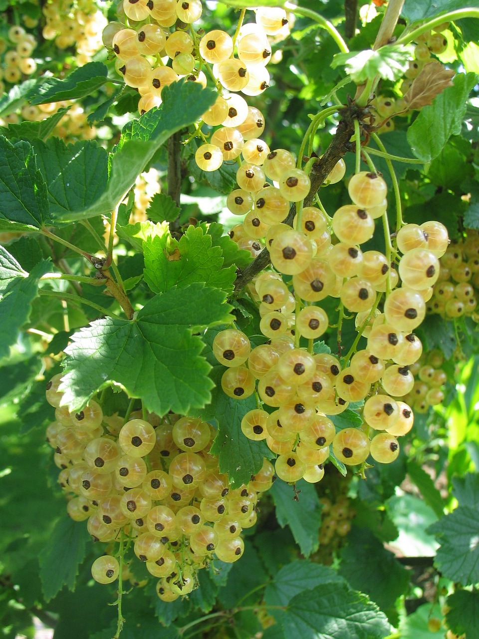 currants fruits summer free photo