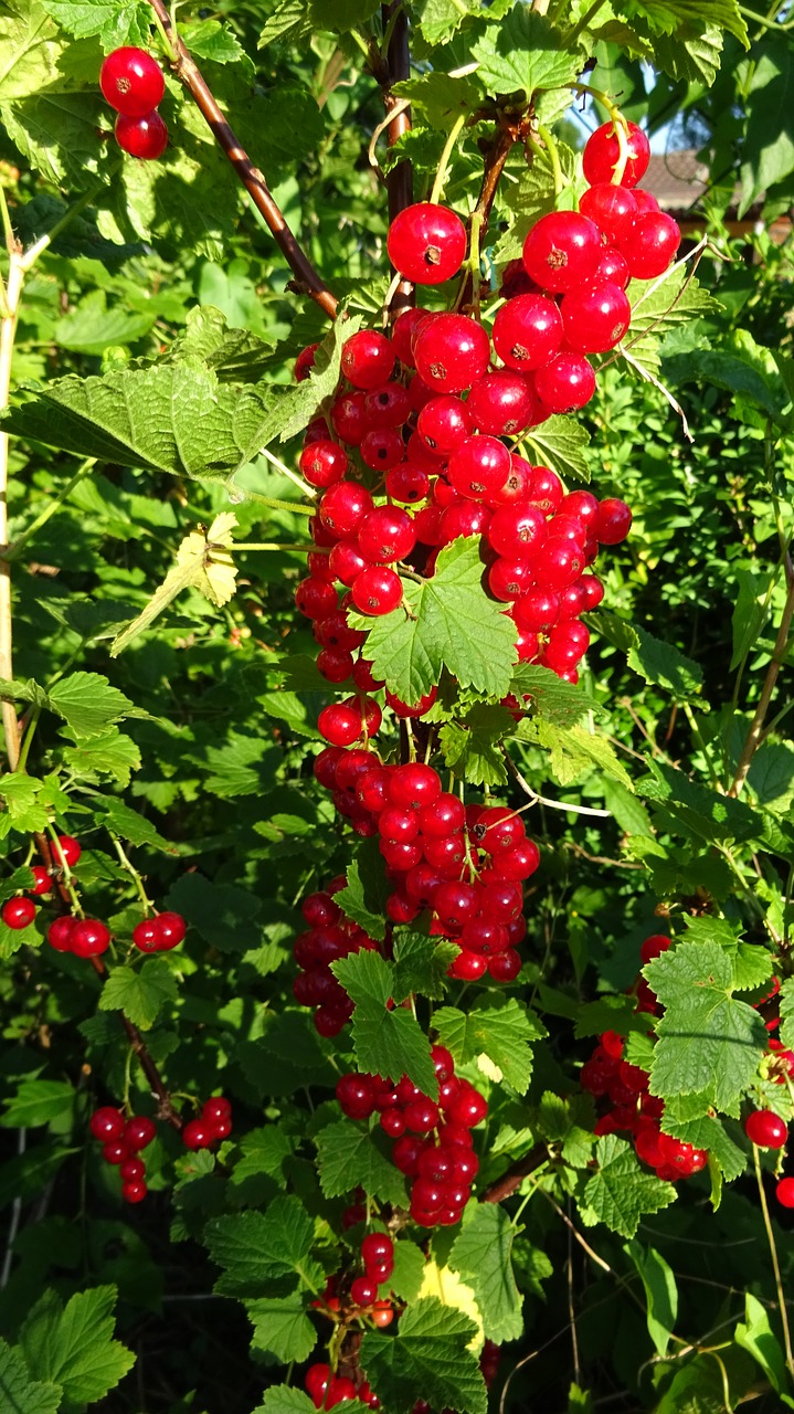 currants red currant red free photo