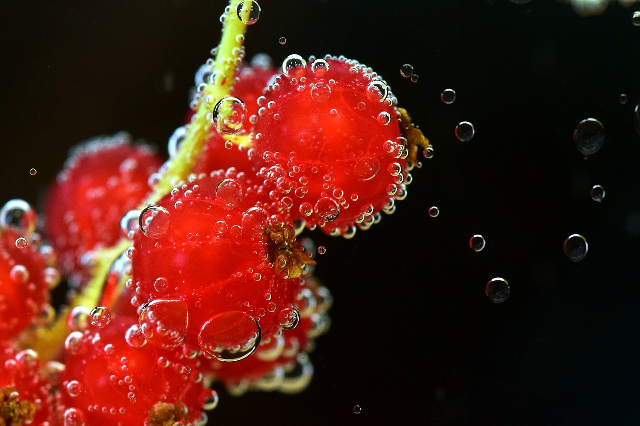 currants red red currant free photo