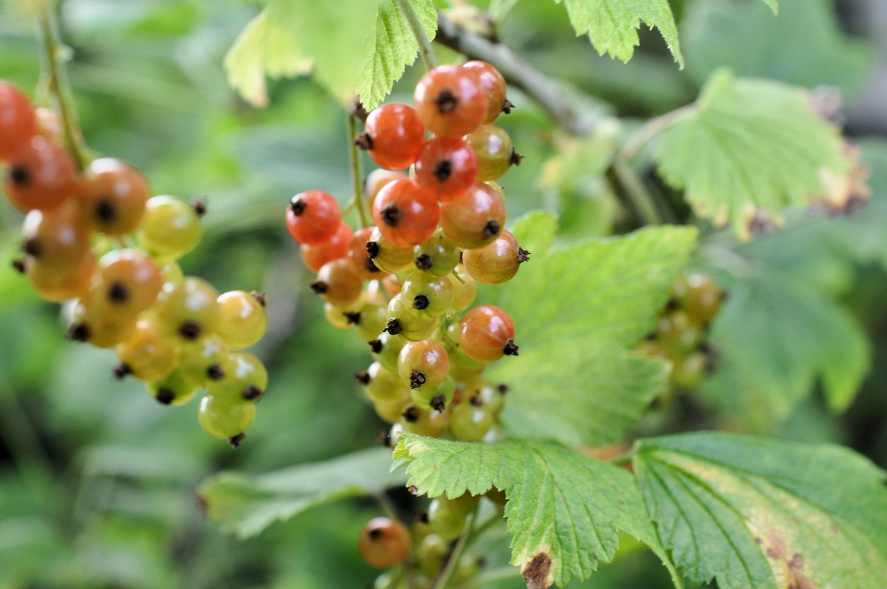 currants shrubs berries free photo