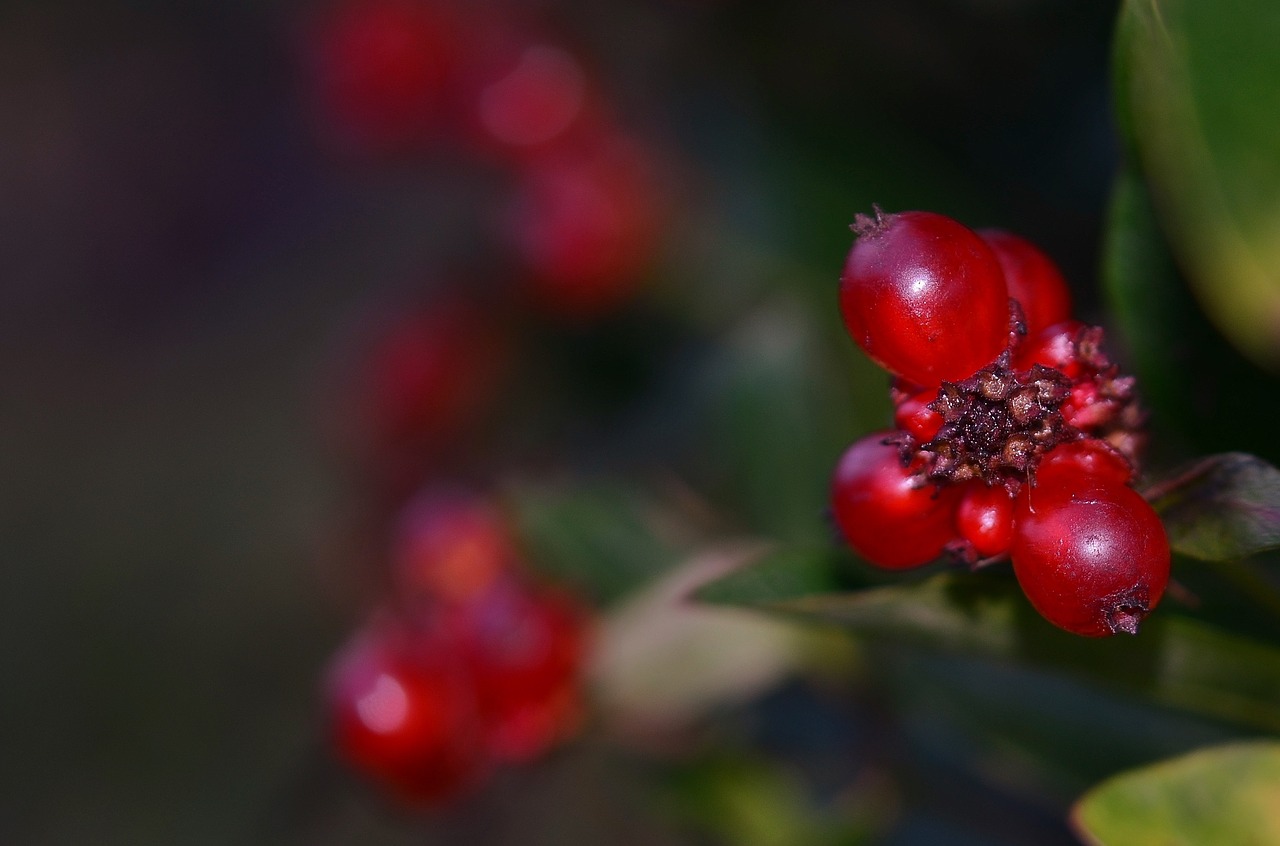 currants berries fruit free photo