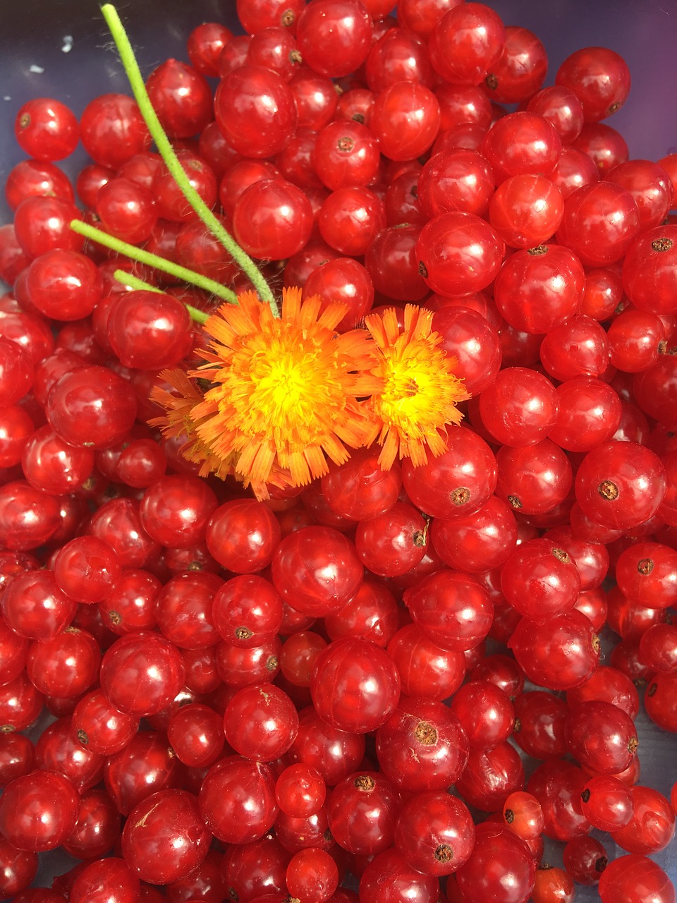 currants flower fruit free photo