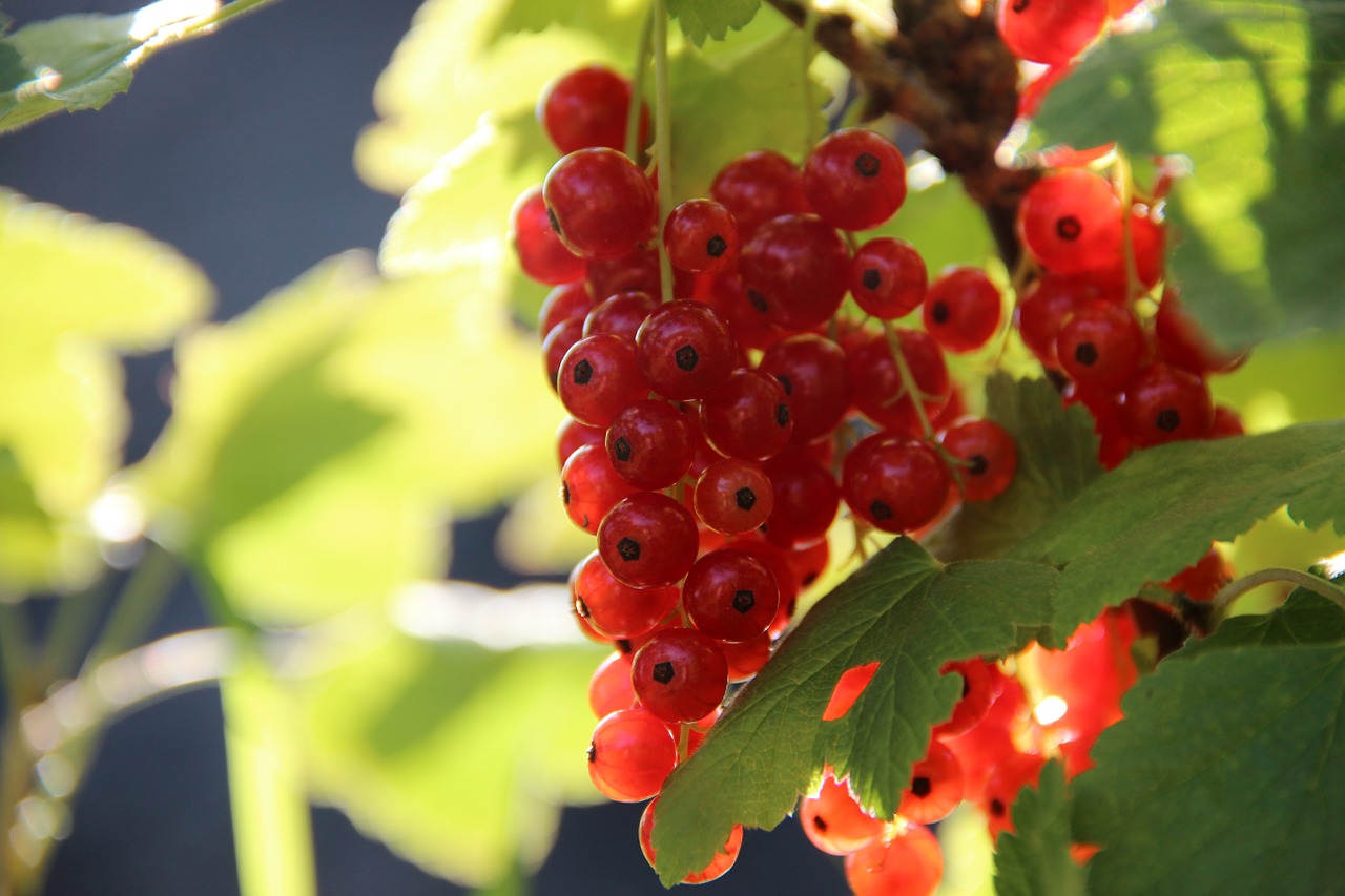 currants berry red free photo