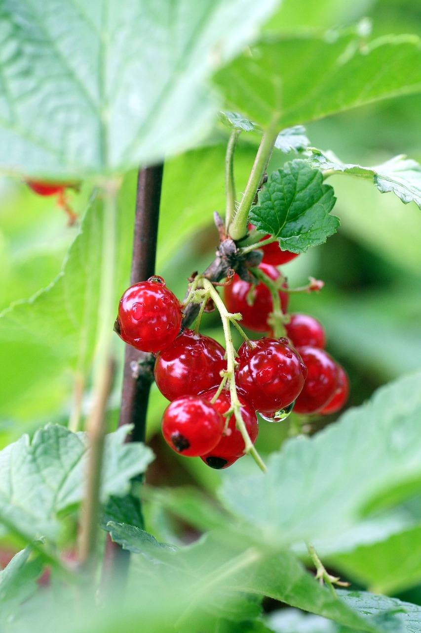 currants  fruit  shrub free photo