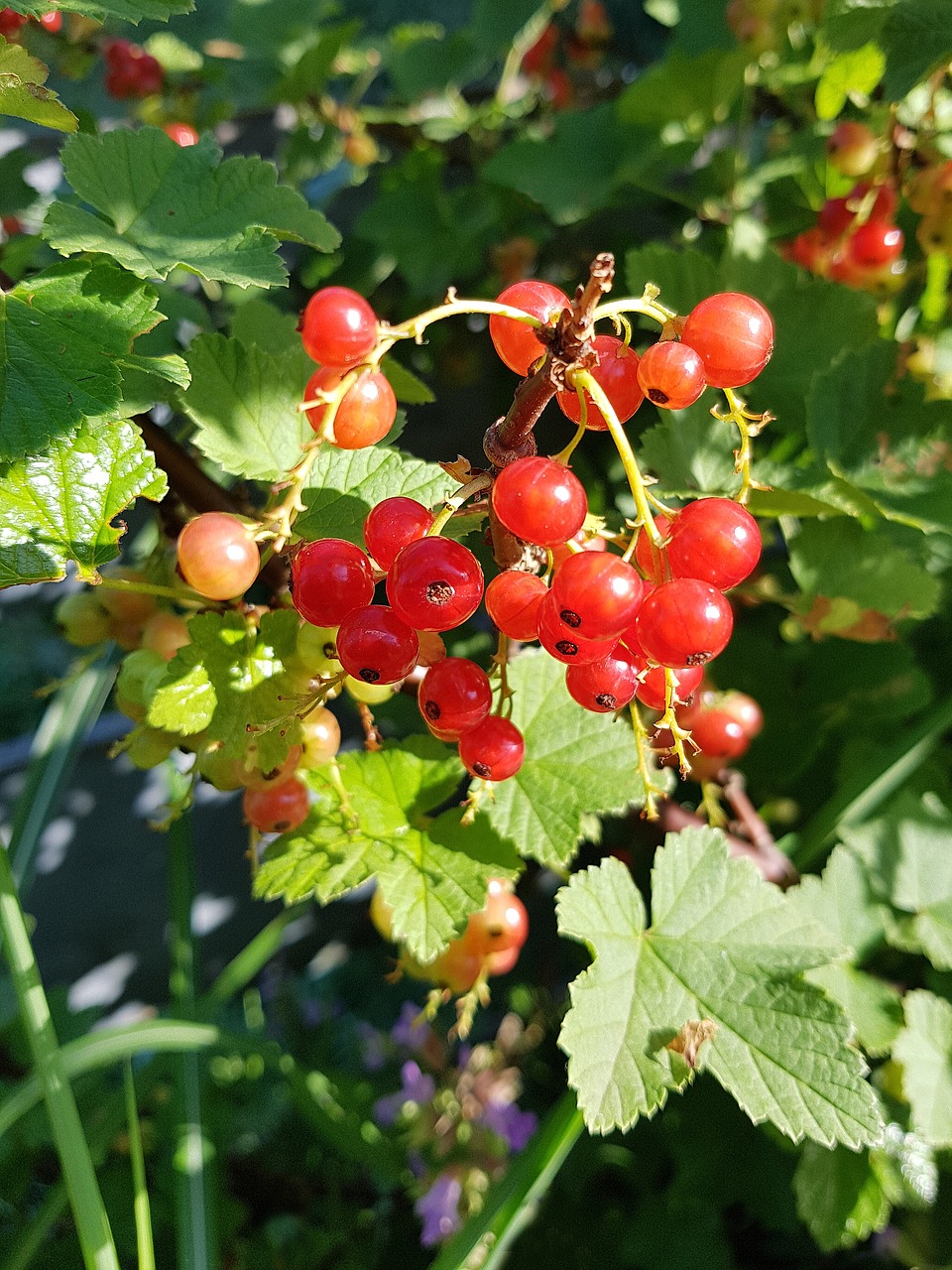 currants  fruits  red free photo
