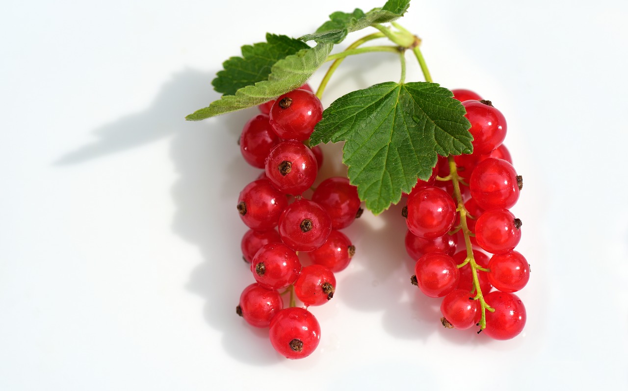 currants  red  fruit free photo