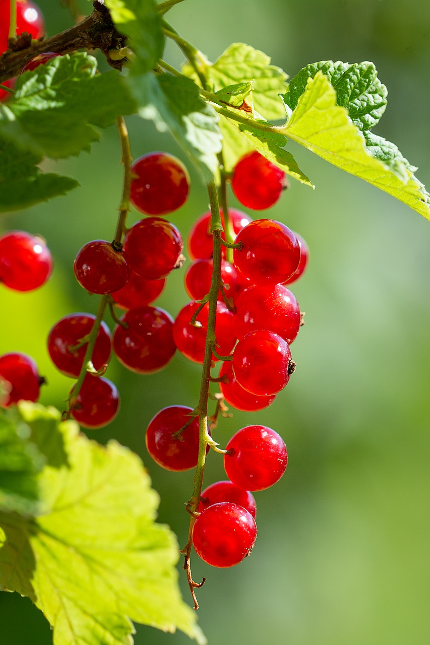 currants  red  red currants free photo