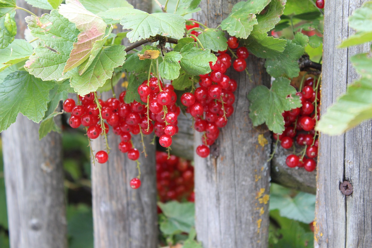 currants  fruit  still life free photo