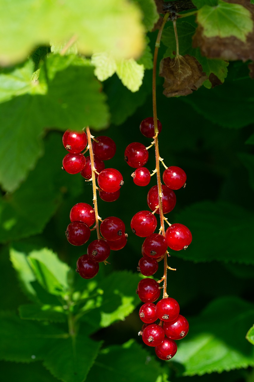 currants  red  red currants free photo