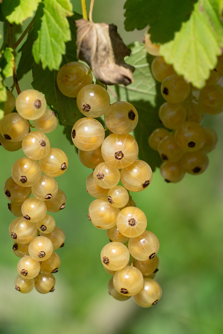 currants  currant  white free photo