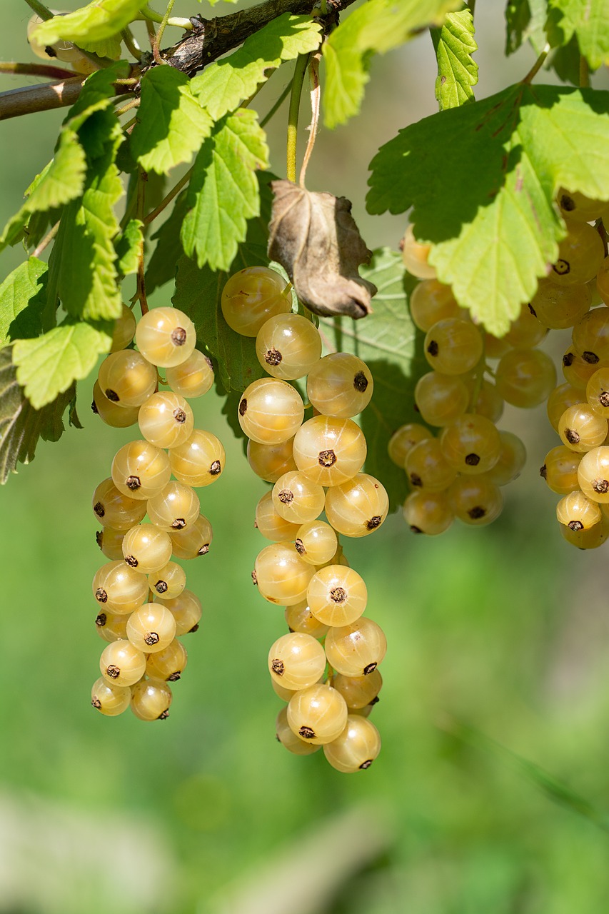 currants  currant  white free photo