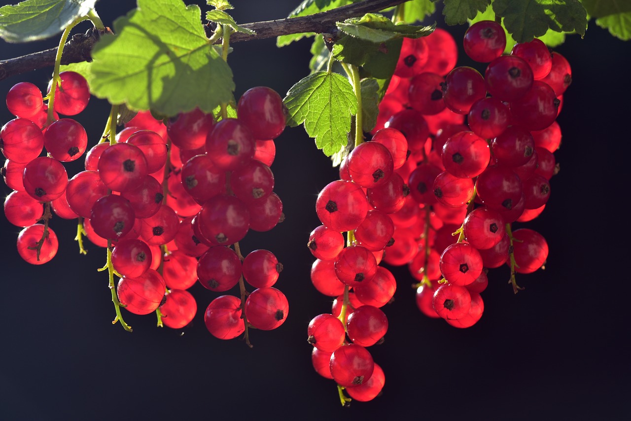 currants  red  fruit free photo
