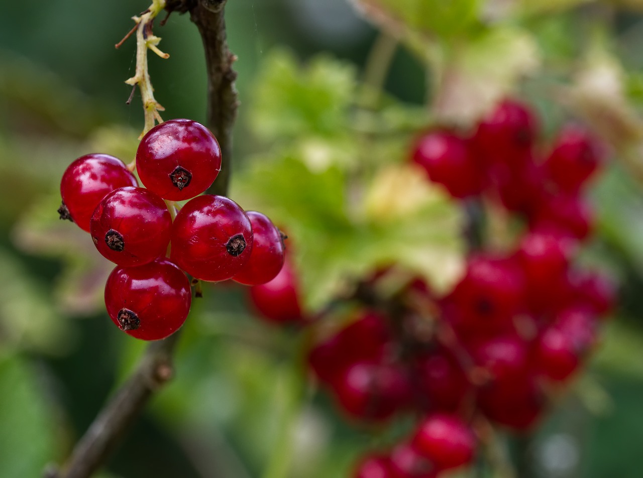currants  fruit  berries free photo