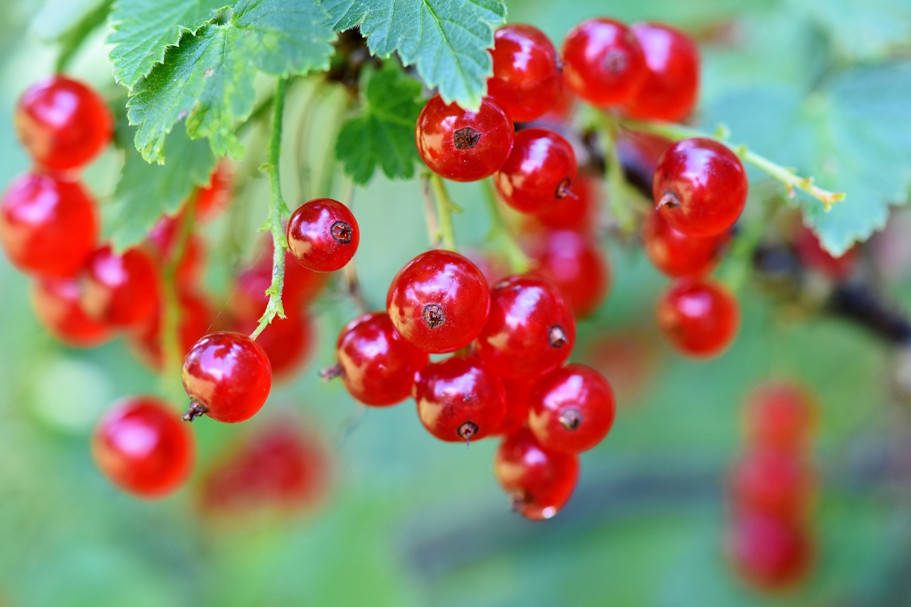 currants  berries  currant free photo