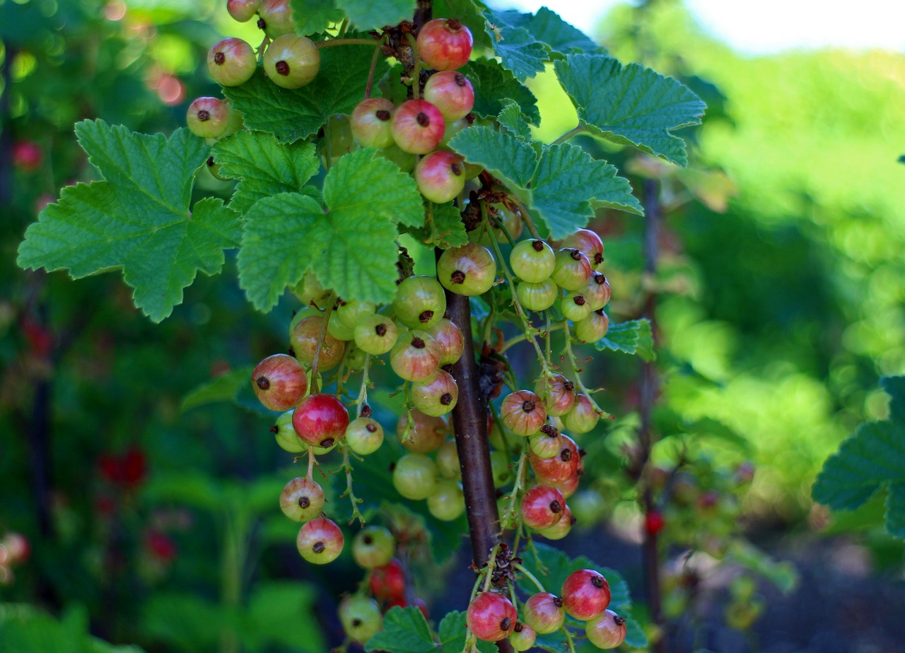 currants ribes gooseberry greenhouse free photo
