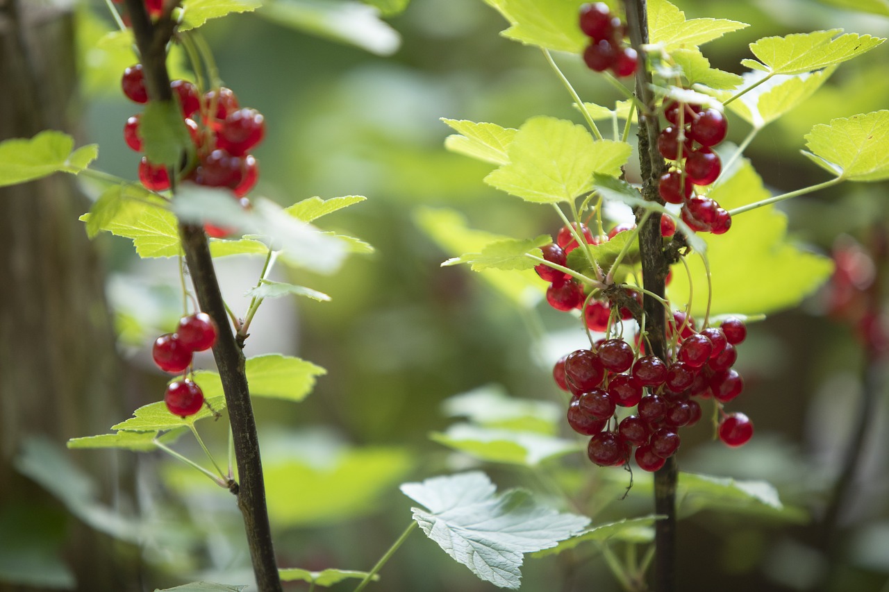 currants  berries  fruit free photo