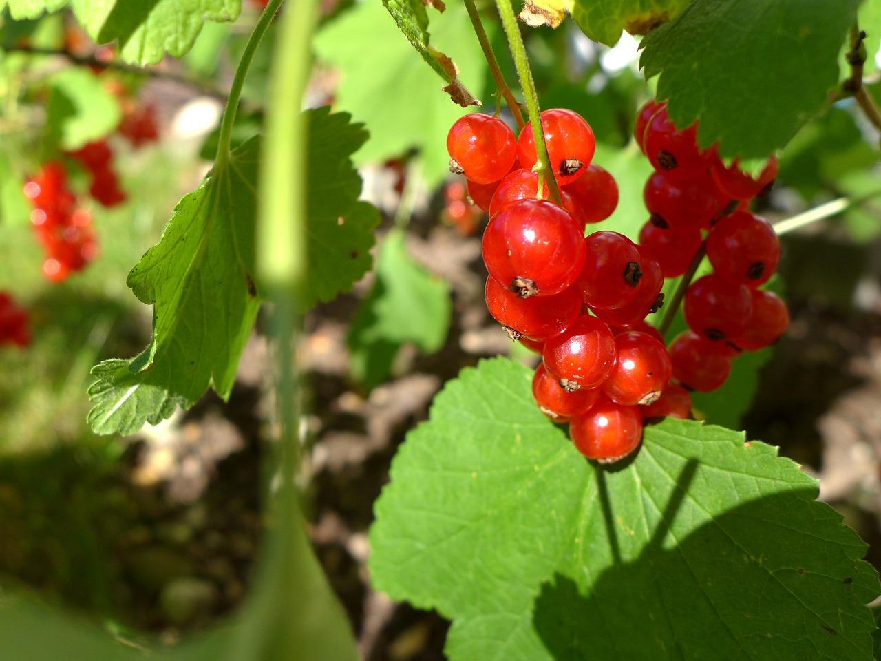 currants berries harvest time free photo
