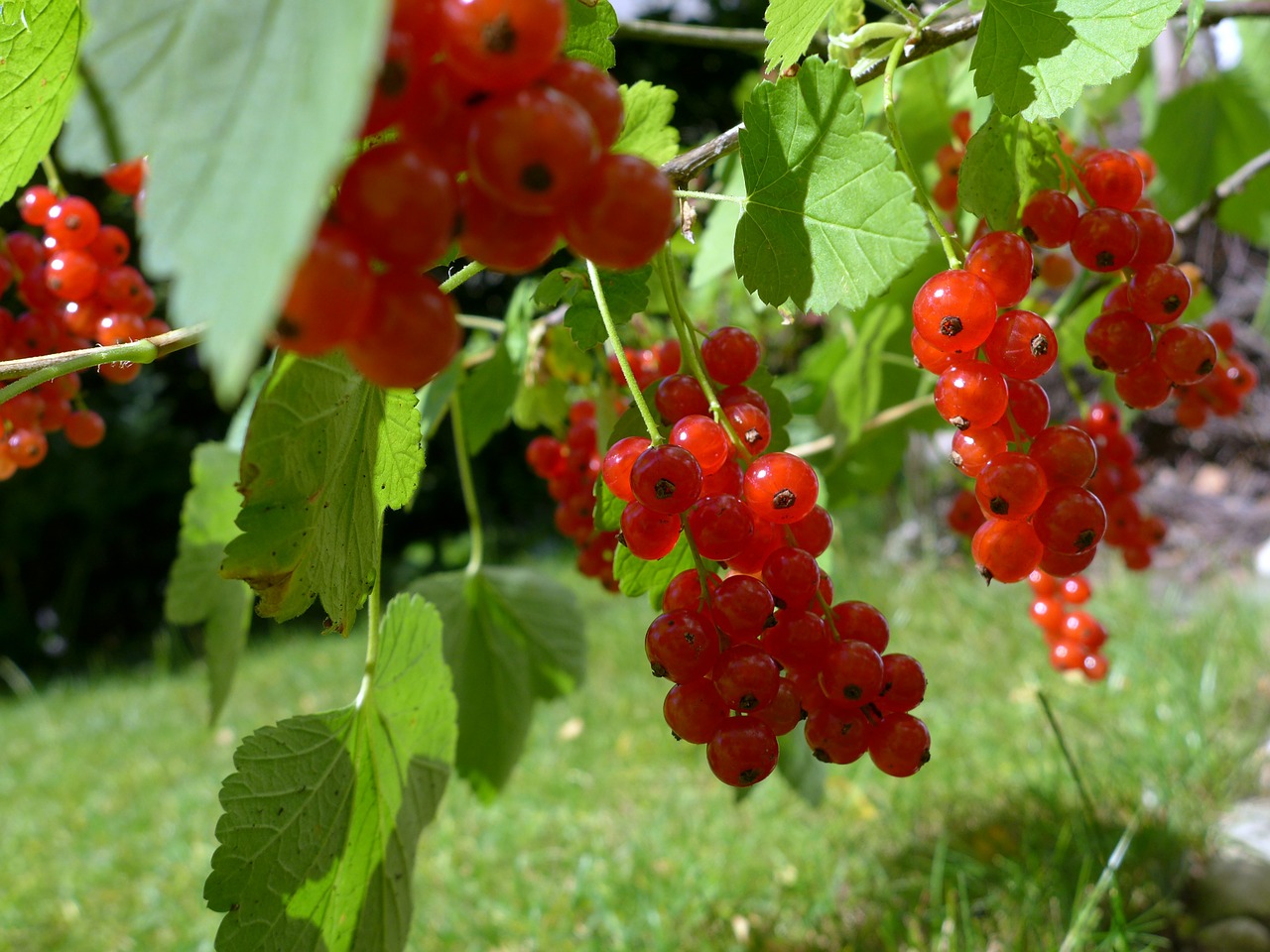 currants berries harvest time free photo