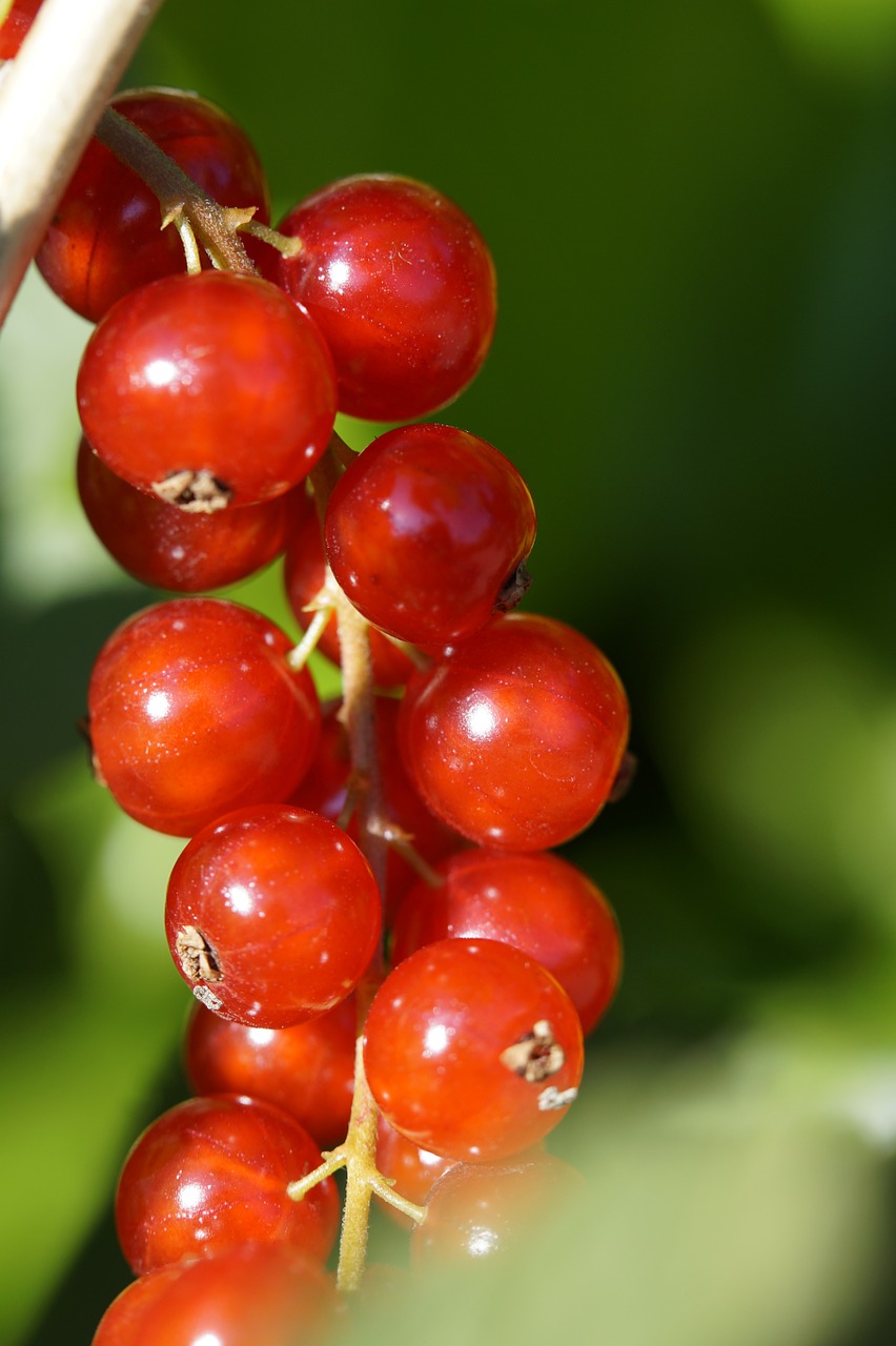 currants berries red free photo