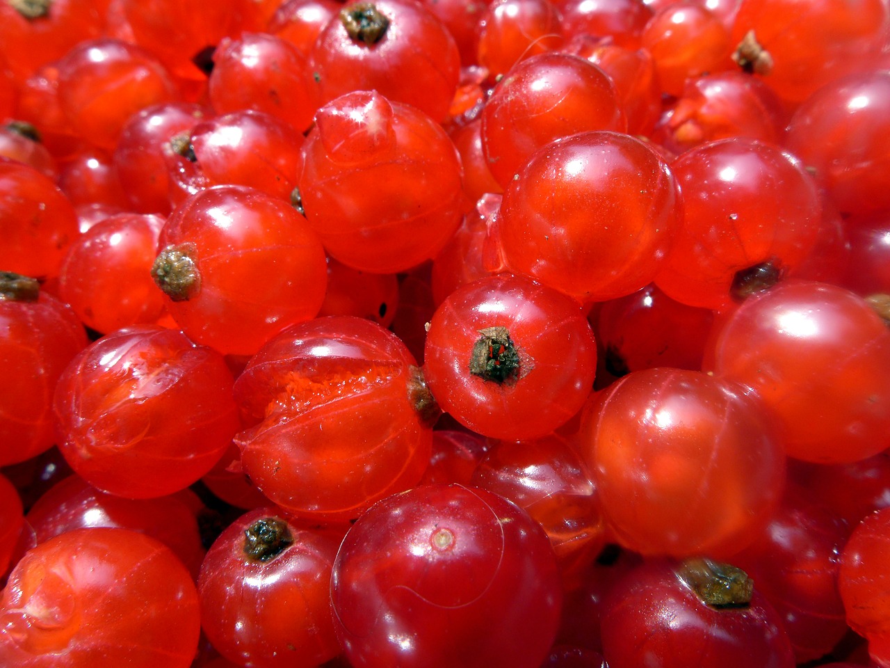 currants berries soft fruit free photo