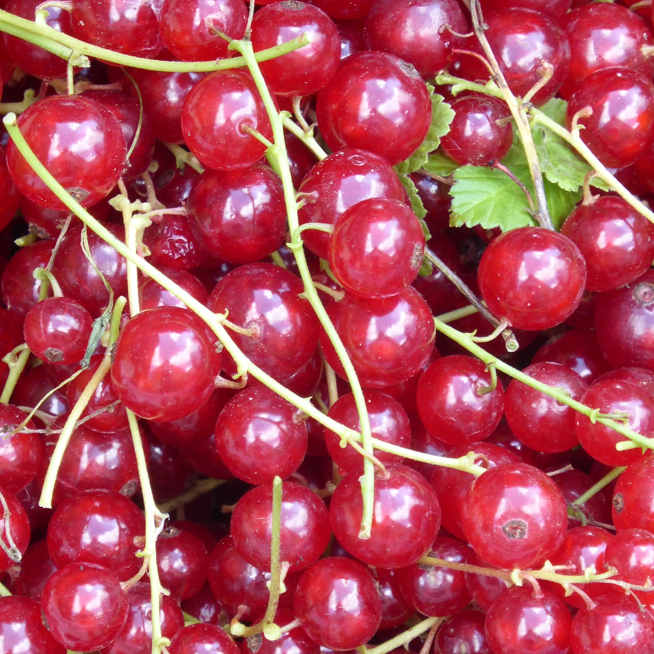 currants red fruit free photo