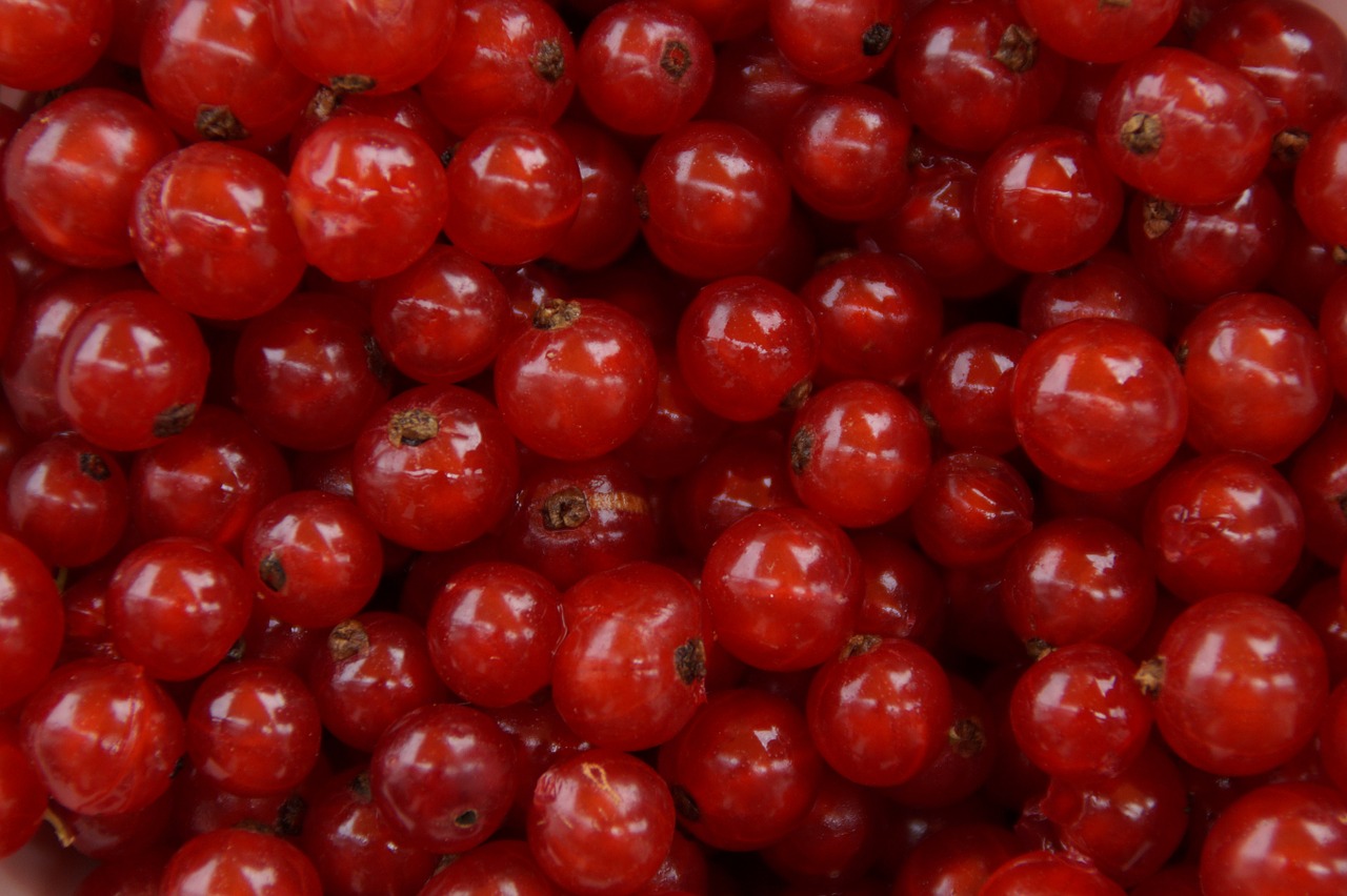 currants berries fruit free photo
