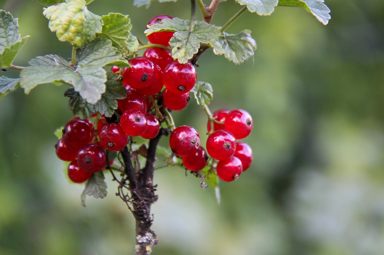 currants  fruit  red free photo