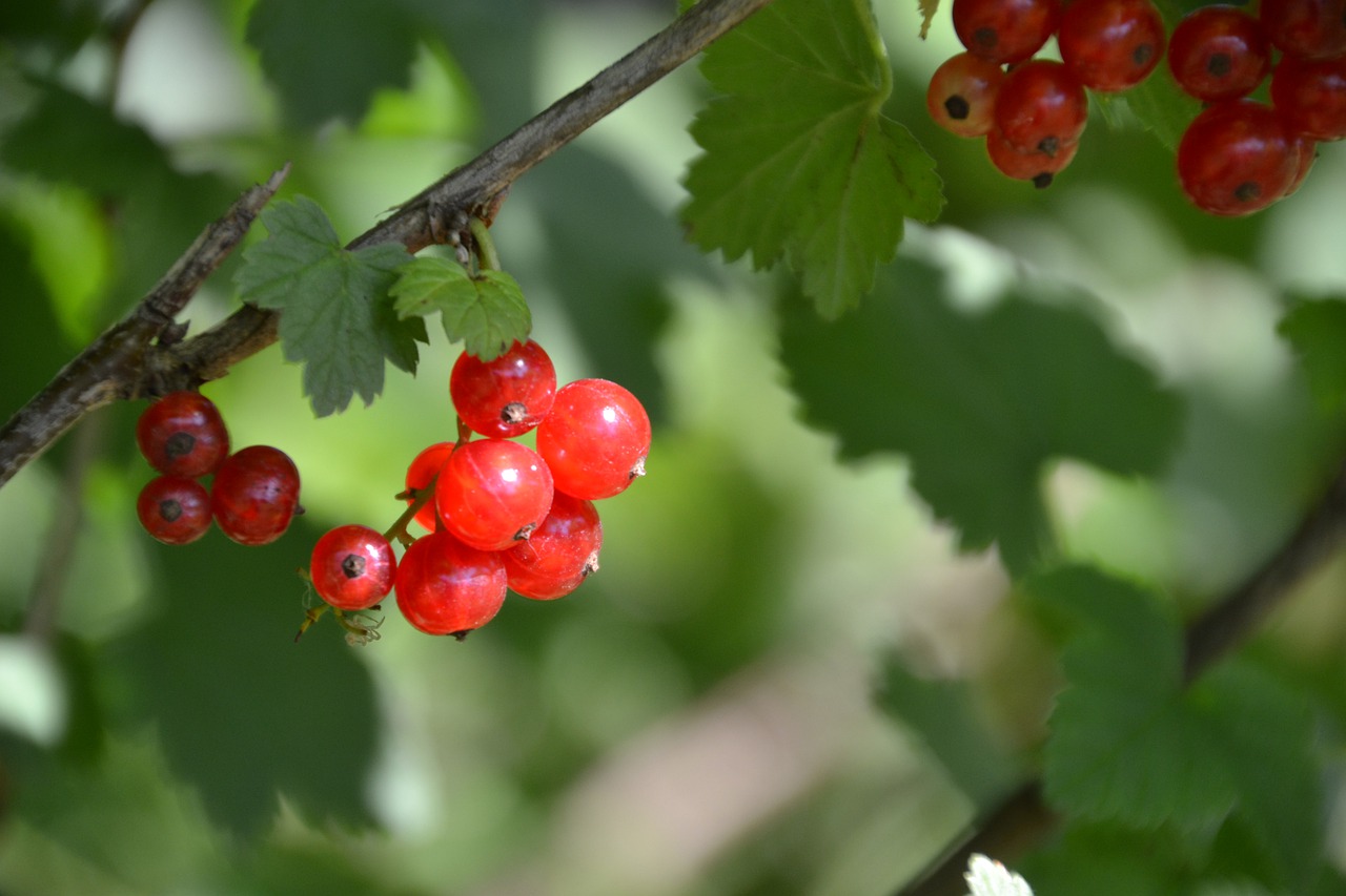 currants  red  berries free photo