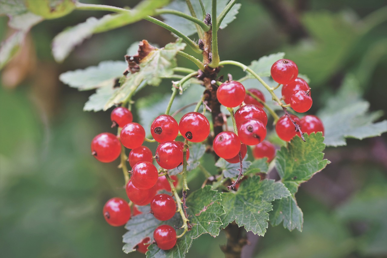 currants  berries  currant free photo