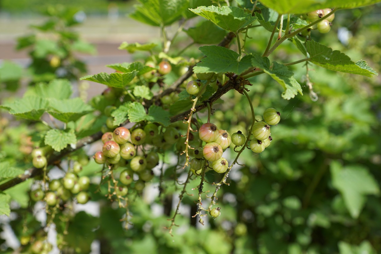 currants berries gün free photo