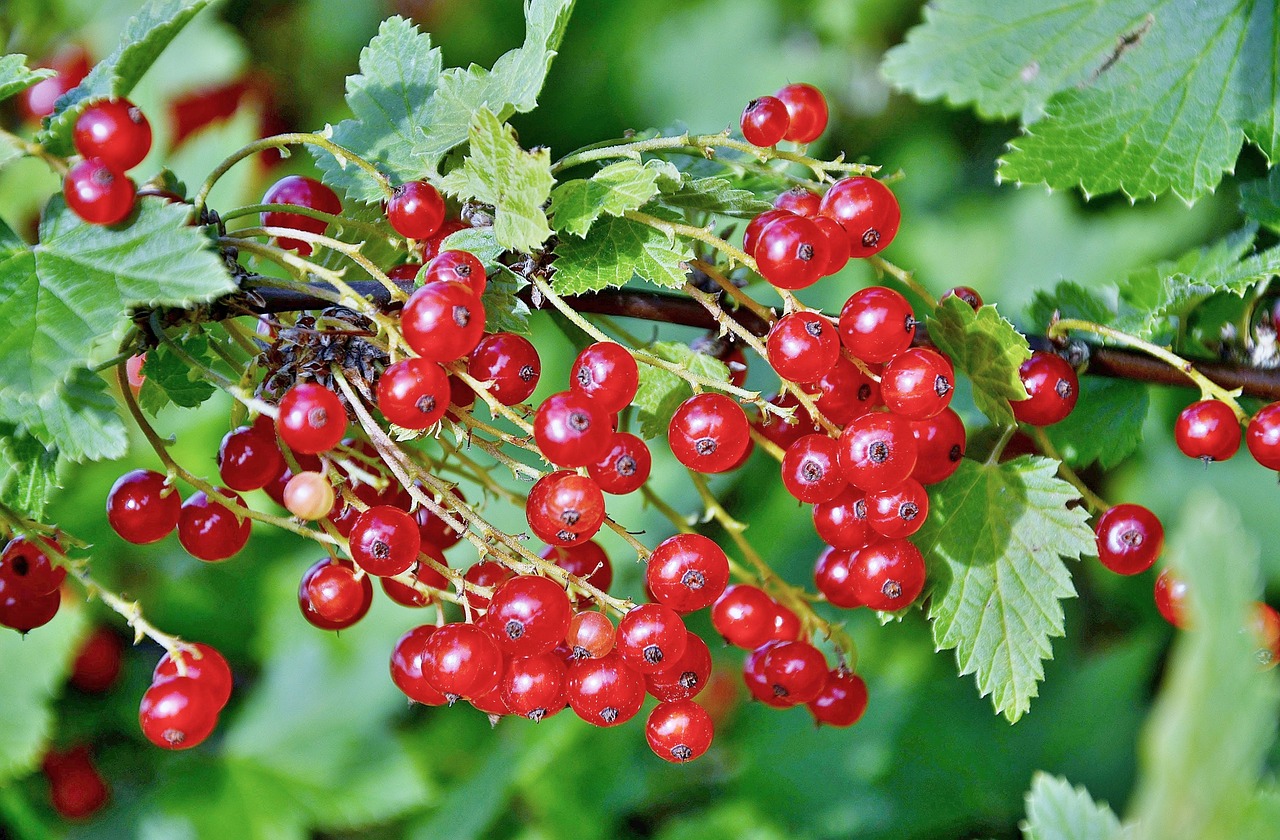 currants berries fruit free photo