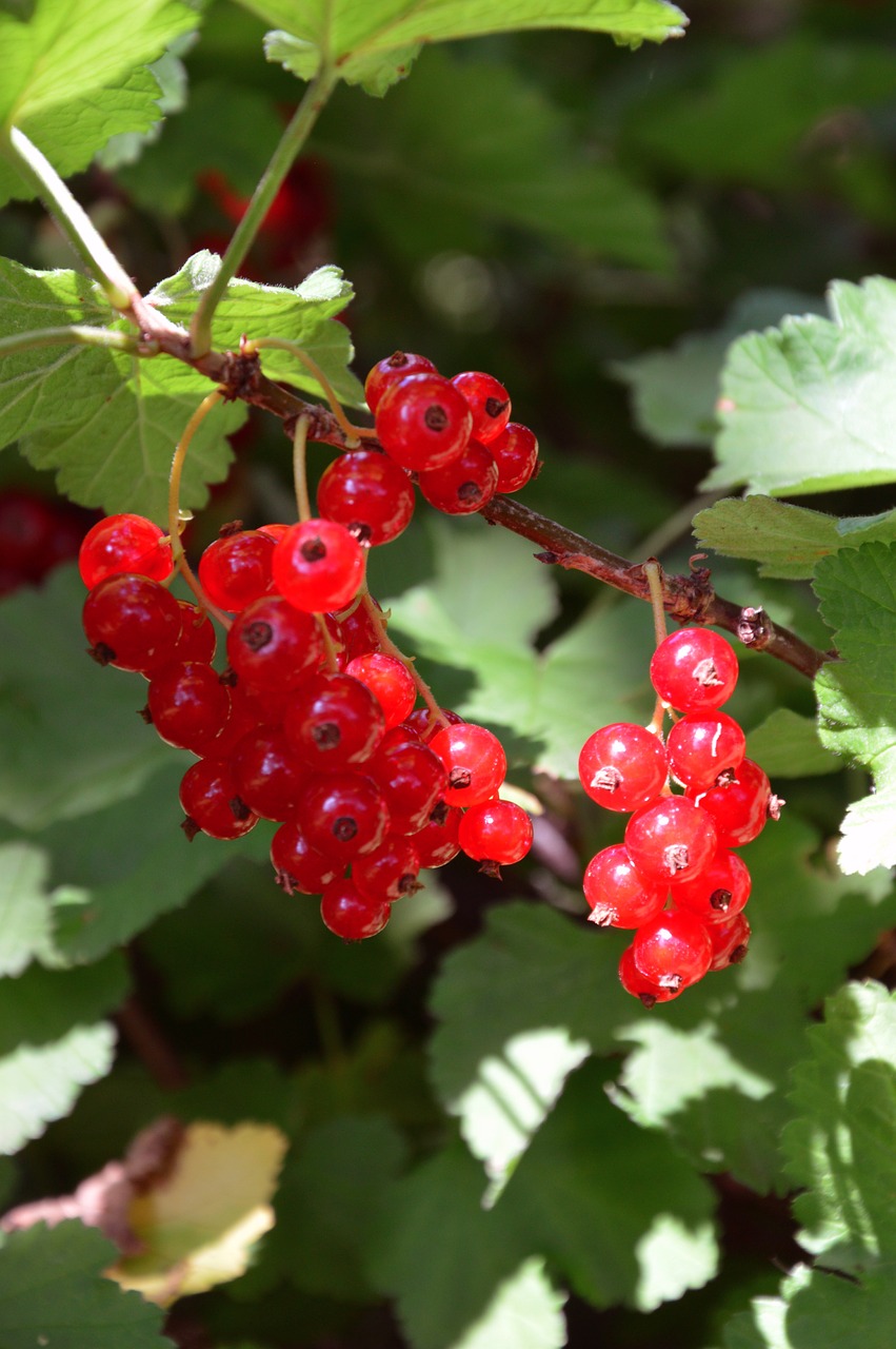 currants red garden free photo