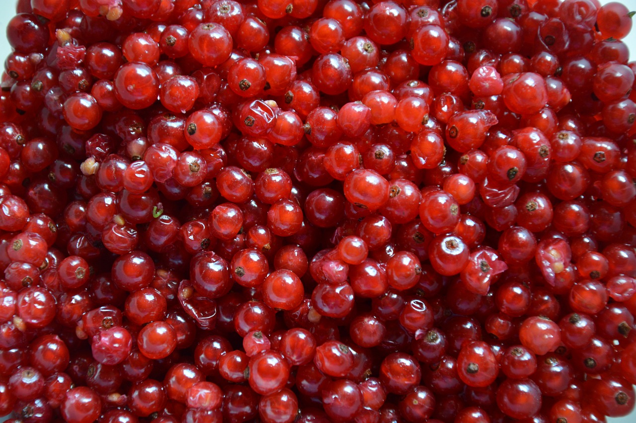 currants berries red free photo